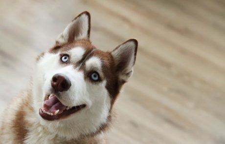 האסקי סיבירי – אחד הכלבים האהובים והיפים שיש